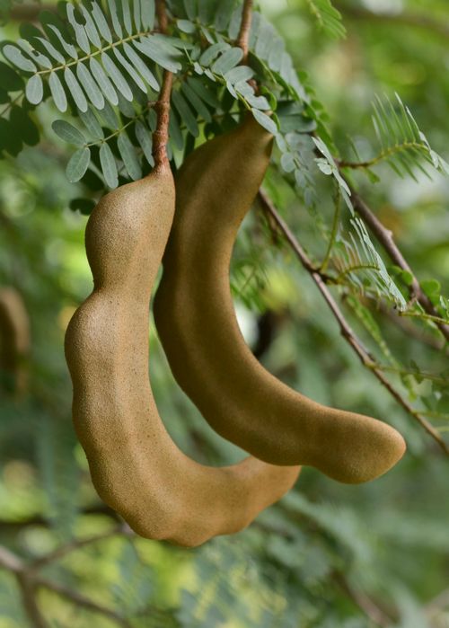 How Tamarind Trees Is Using 